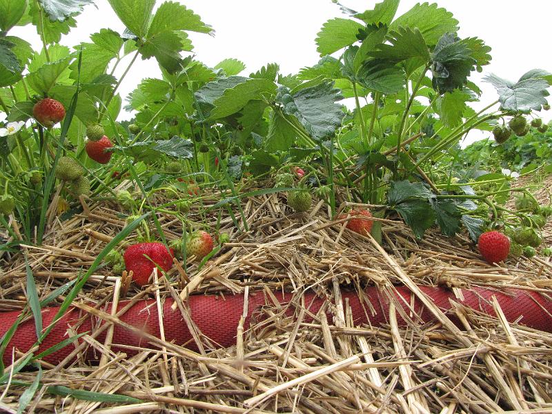 Bezoek aan de Fam. Krijnen, deze streek is bekend voor de aardbeienteelt en wat smaakte ze goed (113).JPG